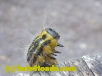 /home//u458753944/public_html/sourcegallery//Insects and small critters/butterflies and moths (Lepidoptera)/P1030858.JPG